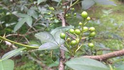 ထူဗျန်းဘီး_မက်ခါမှုန့်