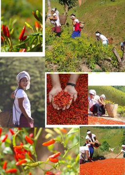 ထူဗျန်းဘီး_ကယန်းမီးတောက်ငရုတ်