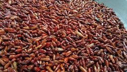 ထူဗျန်းဘီး_ကယန်းမီးတောက်ငရုတ်