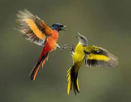 ထူဗျန်းဘီး_နနွင်းနက်