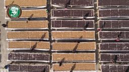 Mountaineer_Green (Raw) Coffee Bean