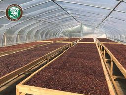 Mountaineer_Green (Raw) Coffee Bean