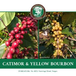 Mountaineer_Green (Raw) Coffee Bean