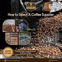 Mountaineer_Green (Raw) Coffee Bean