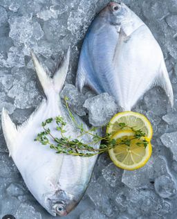 White Pamphlet  🇰🇼