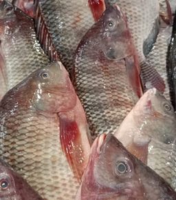 Tilapia 🇪🇬