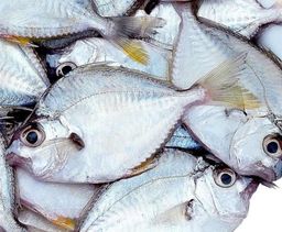 Silver Belly 🇮🇳