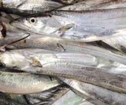 Ribbon Fish 🇰🇼