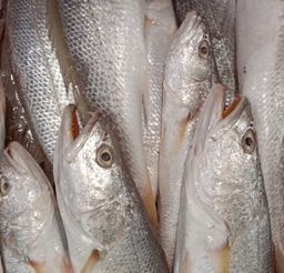 Silver Croaker  🇰🇼