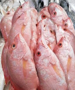 Red Snapper 🇰🇼