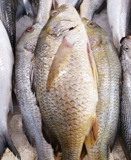 Snapper white  🇰🇼