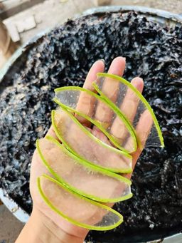 အညာမြေ_ရှားစောင်းလက်ပတ်ချက်ဆေး