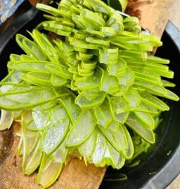 အညာမြေ_ရှားစောင်းလက်ပတ်ချက်ဆေး