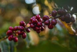 Brazil - Carmo De Minas Samba Reserve