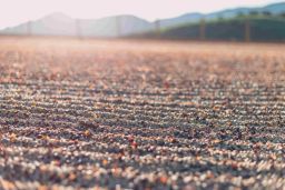 Brazil - Carmo De Minas Samba Reserve