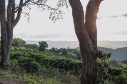 Brazil - Carmo De Minas Samba Reserve