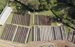 Ethiopia - Della Sidama G1