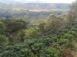 Colombia - Huila Reserve