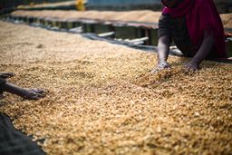 Ethiopia - Sidama Bensa G2 