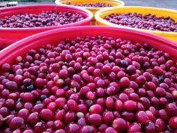 Colombia - Inmaculada Fellow