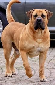 BoerBoel