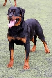 Rottweiller 