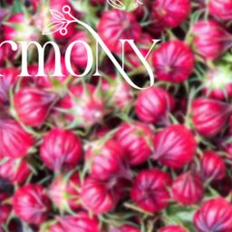 Yoke The`_Herbalious Harmony