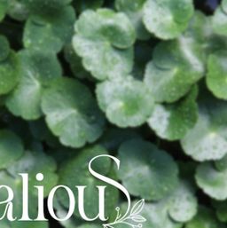 Yoke The`_Herbalious Harmony