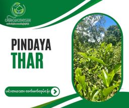 ပင်းတယသား_ရွှေဖီဦး လက်ဖက်အညွန့်နှပ် 