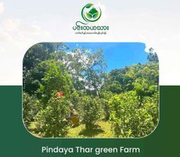 ပင်းတယသား_ရွှေဖီဦး လက်ဖက်အညွန့်နှပ် 