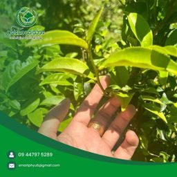 ပင်းတယသား_ရွှေဖီဦး လက်ဖက်အညွန့်နှပ် 