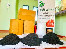 ပင်းတယသား_ရွှေဖီဦး လက်ဖက်ခြောက်