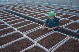 ဝုန်းဝမ်းတိုင်းရင်းဆေး_အပူဝမ်းပုပ်ချဆေး