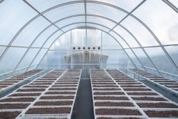 ဝုန်းဝမ်းတိုင်းရင်းဆေး_အပူဝမ်းပုပ်ချဆေး