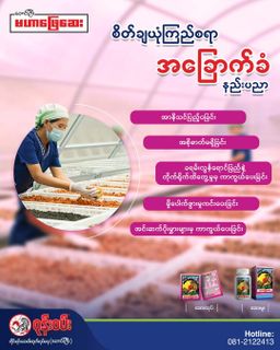 ဝုန်းဝမ်းတိုင်းရင်းဆေး_မဟာဖြေဆေး 