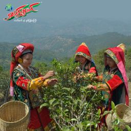 ရှမ်းရွှေတောင်_ရှူးရှဲလက်ဖက်နှပ်