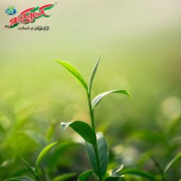 ရှမ်းရွှေတောင်_လက်ဖက်နှပ်