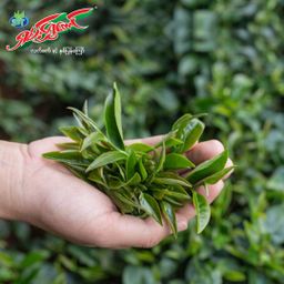 ရှမ်းရွှေတောင်_ဇယန်းညွန့်နှပ်