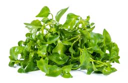 Watercress, Bulk
