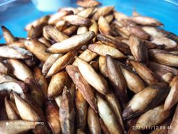 ရွှေပန်ဒါ_ဗန်ဒါစေ့လှော်