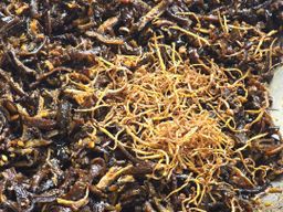 ပန်းခရေ Kitchen_ငါးရှဥ့်စပ်ခြောက်ကြော်