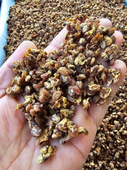 ပန်းခရေ Kitchen_ကသာပဲငါးပိ (ပဲပုပ်)ကြော်