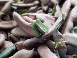 ပန်းခရေ Kitchen_မန်ကျည်းသီးစိမ်းဘာလချောင်ကြော်