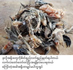 ပန်းခရေ Kitchen_ငပိရေကျိုငါးပိဘာလချောင်ကြော်