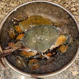 ပန်းခရေ Kitchen_အသင့်ချက် ဟင်းအနှစ်ထုတ် Collection#