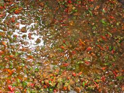 ပန်းခရေ Kitchen_အသင့်စား ငပိရည်ကျို Collection