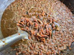 ပန်းခရေ Kitchen_အသင့်စား ငပိရည်ကျို Collection