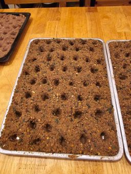 ပန်းခရေ Kitchen_ငပိထောင်း မီးကင်