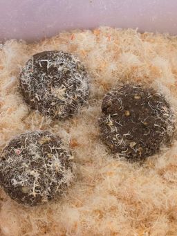 ပန်းခရေ Kitchen_ငပိထောင်း (အခြောက်)