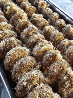 ပန်းခရေ Kitchen_ငပိထောင်း (အခြောက်)